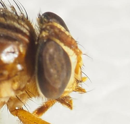 Réf. 340 235 : Mesembrinella sp.